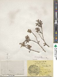 Salix brachycarpa subsp. fullertonensis image