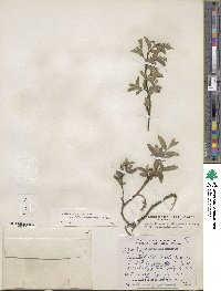 Salix brachycarpa subsp. fullertonensis image