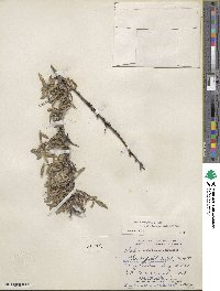 Salix brachycarpa subsp. fullertonensis image