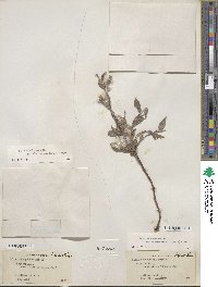 Salix brachycarpa subsp. fullertonensis image