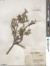 Salix brachycarpa subsp. fullertonensis image