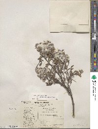 Salix brachycarpa subsp. fullertonensis image