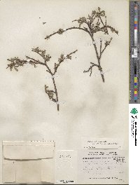 Salix brachycarpa subsp. fullertonensis image