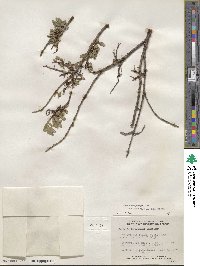 Salix brachycarpa image