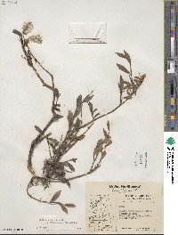 Salix brachycarpa subsp. fullertonensis image