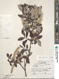 Image of Salix breweri