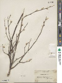 Salix breweri image