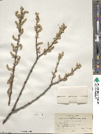 Salix breweri image