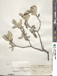 Salix breweri image