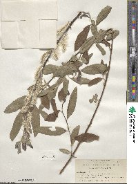 Salix breweri image