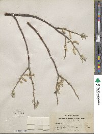 Salix breweri image