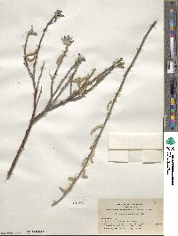 Salix breweri image