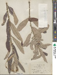 Salix breweri image