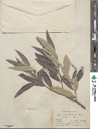 Salix breweri image