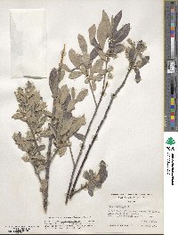 Salix breweri image