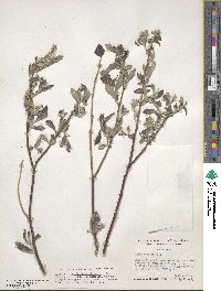 Salix breweri image