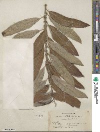 Salix breweri image