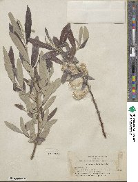 Salix breweri image