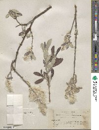 Salix breweri image