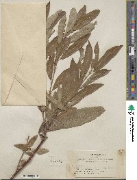 Salix breweri image