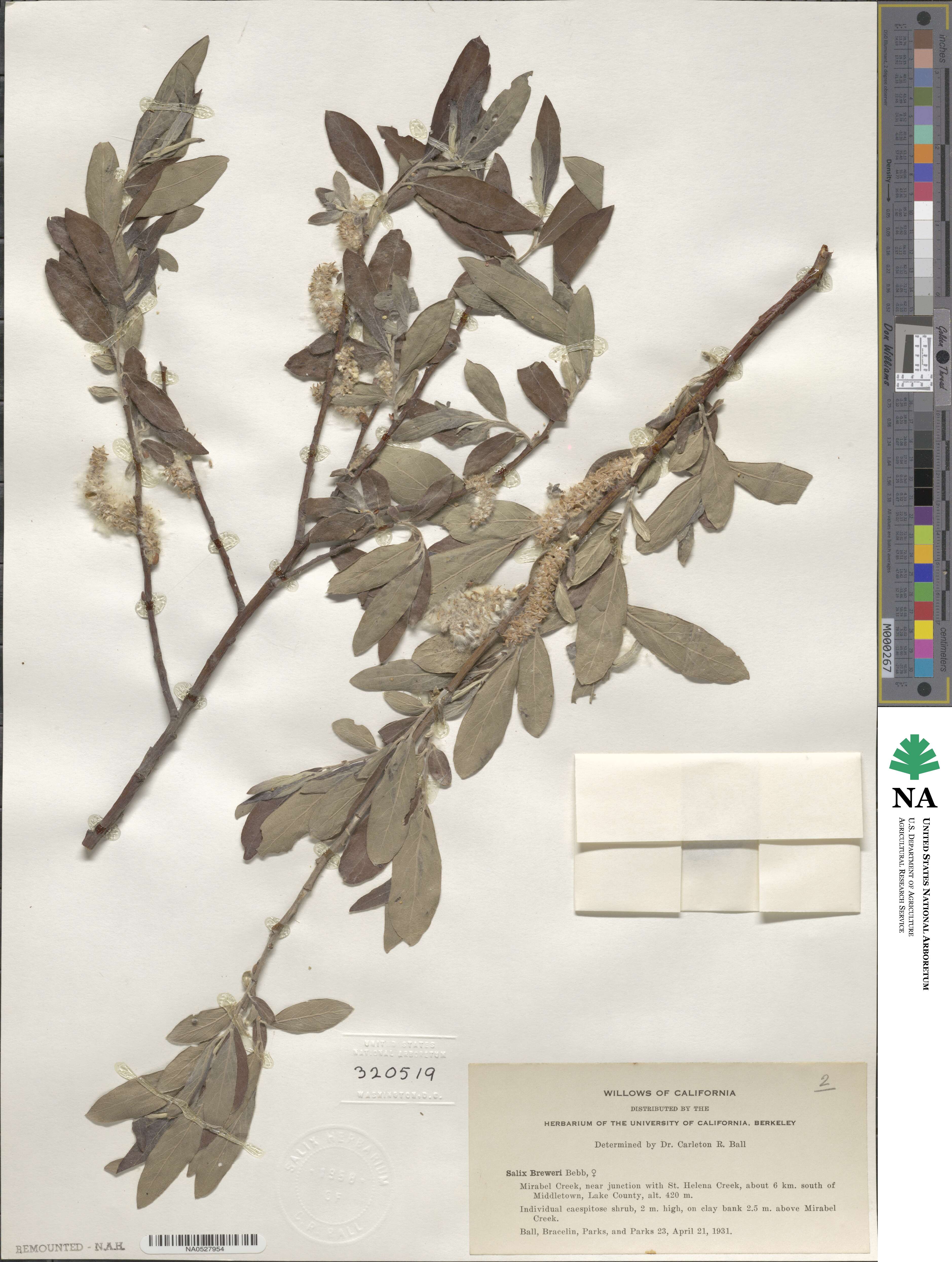 Salix breweri image