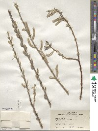 Salix breweri image