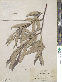 Salix breweri image