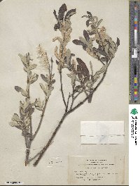 Salix breweri image