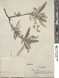 Salix breweri image