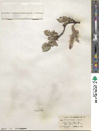 Salix calcicola image