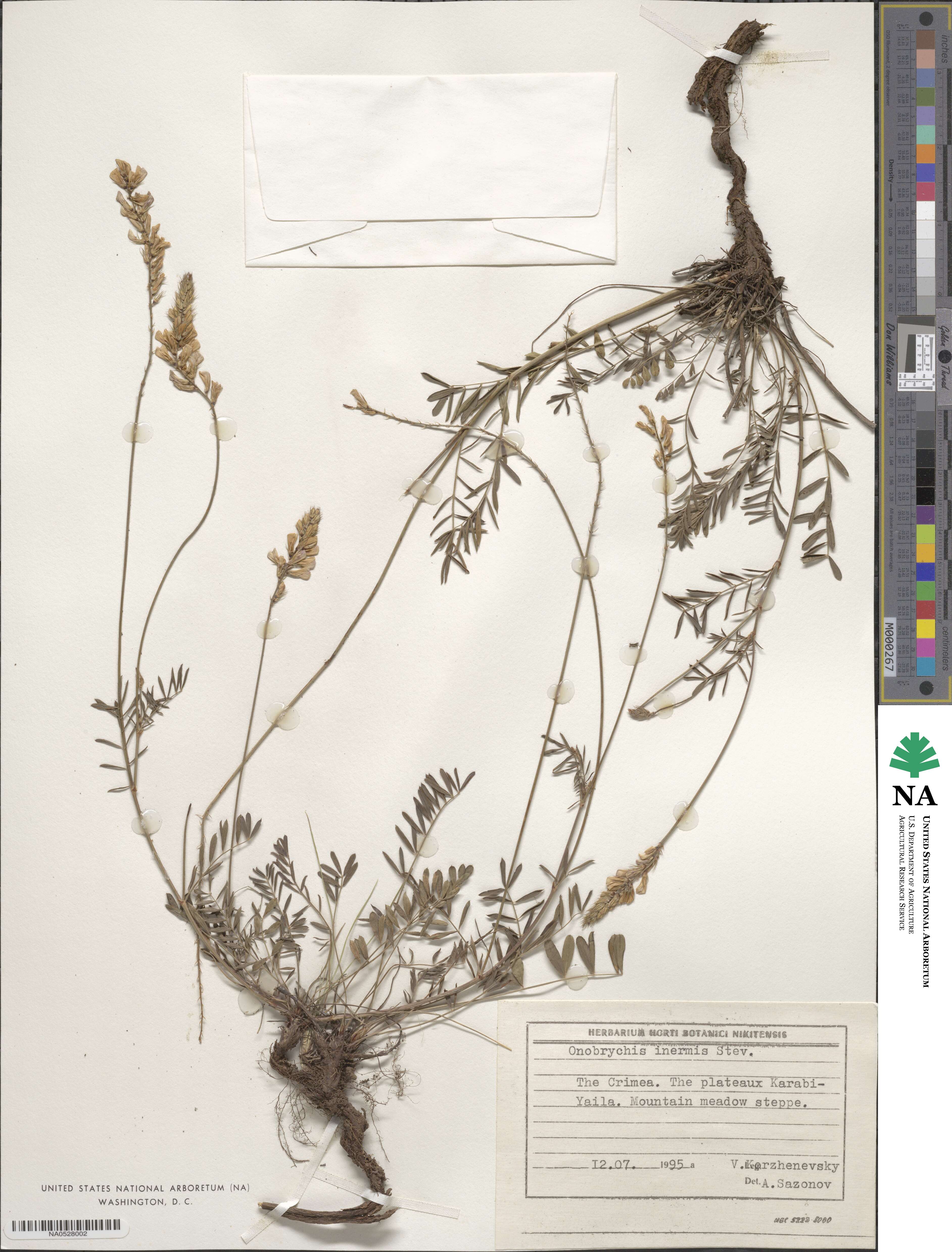 Onobrychis inermis image