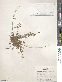 Image of Onobrychis micrantha