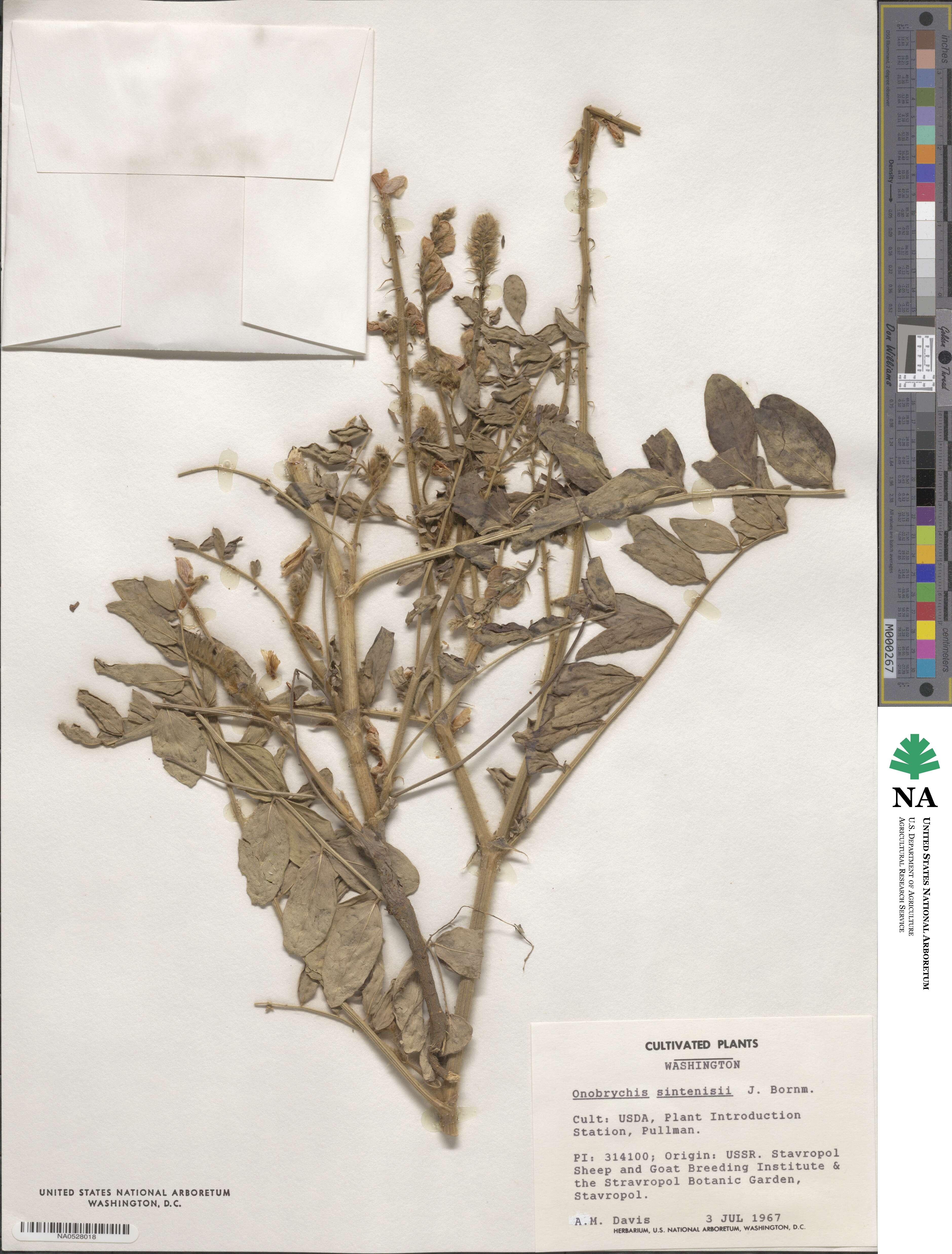 Onobrychis sintenisii image