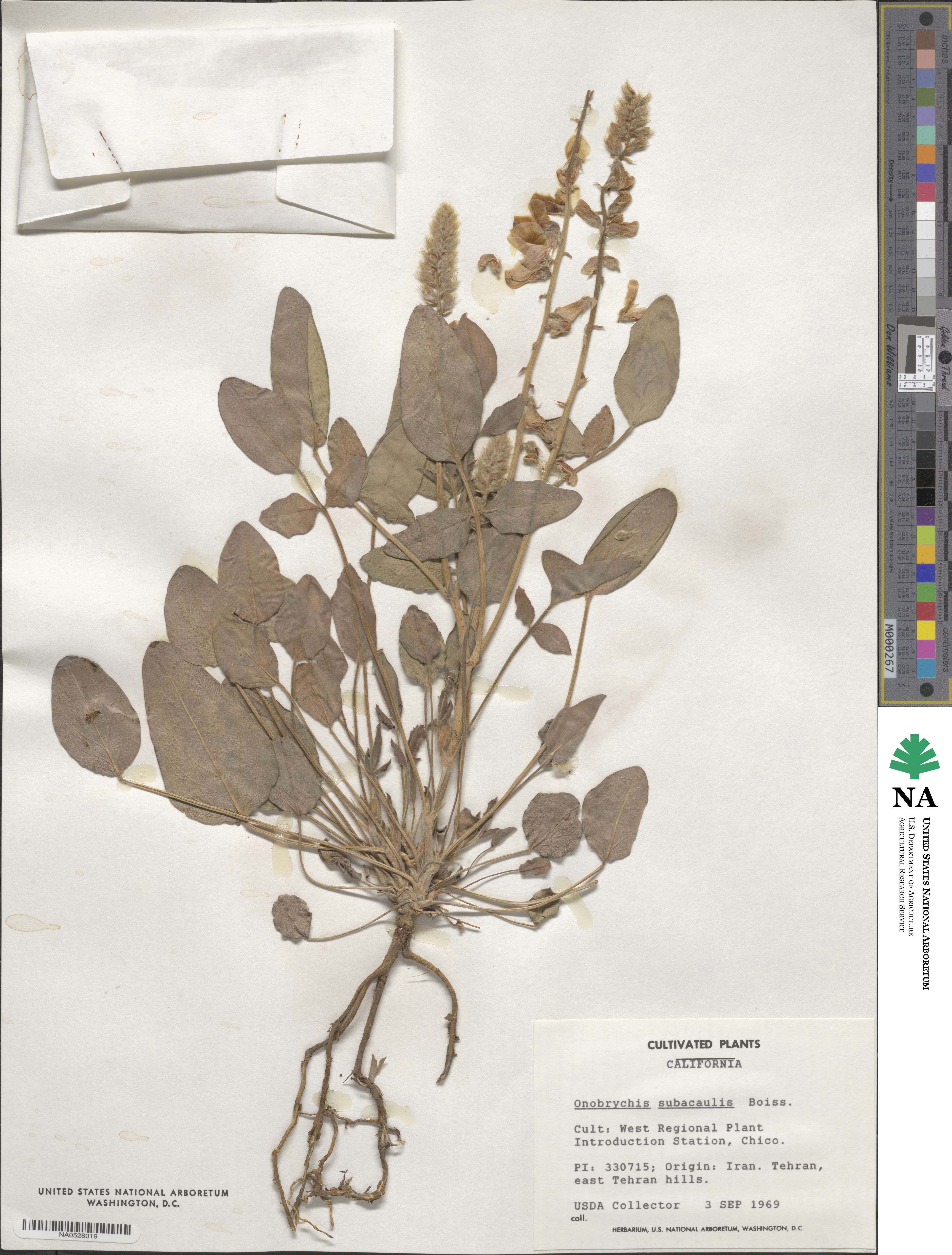 Onobrychis subacaulis image
