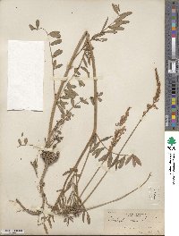 Onobrychis viciifolia image