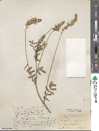 Onobrychis viciifolia image