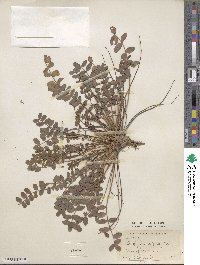 Onobrychis viciifolia image