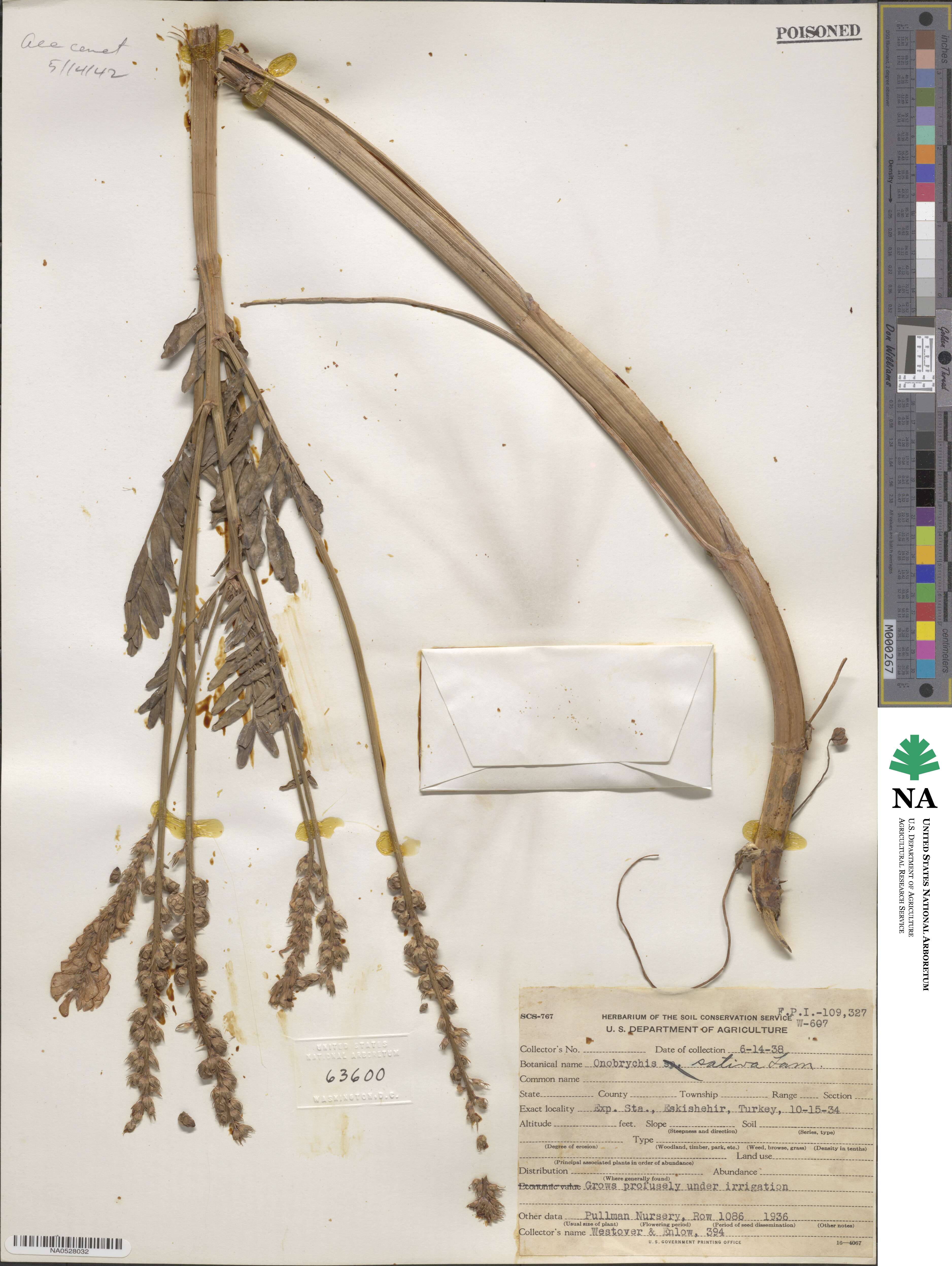 Onobrychis viciifolia image