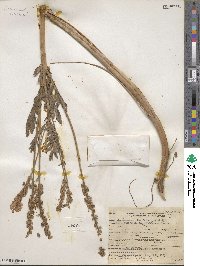 Onobrychis viciifolia image