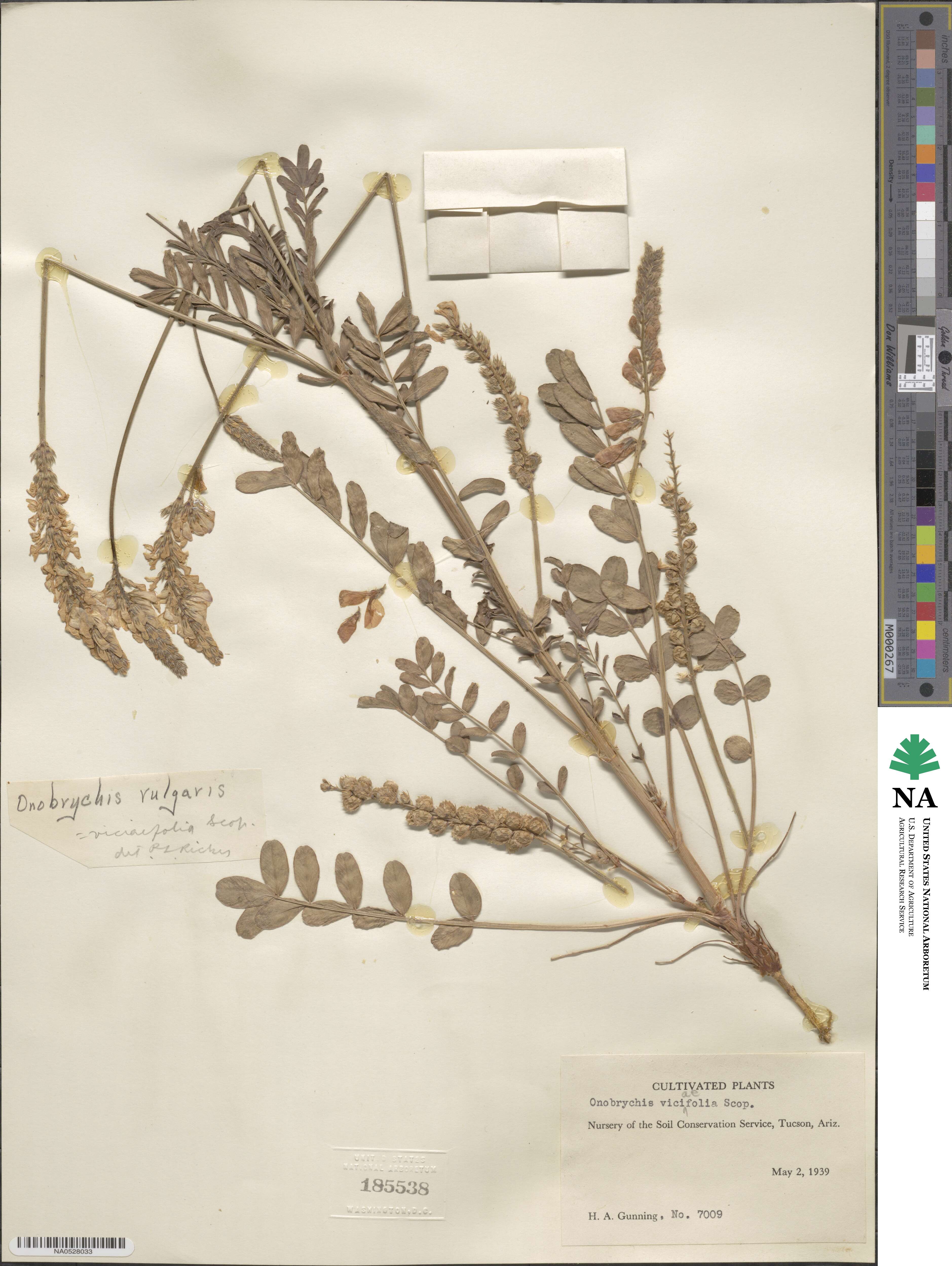 Onobrychis viciifolia image