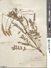 Onobrychis viciifolia image