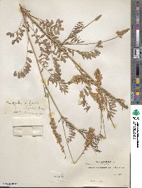 Onobrychis viciifolia image