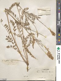 Onobrychis viciifolia image