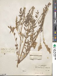 Onobrychis viciifolia image