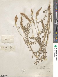 Onobrychis viciifolia image