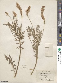 Onobrychis viciifolia image