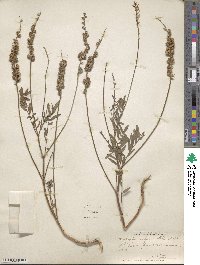 Onobrychis viciifolia image