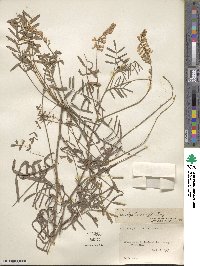 Onobrychis viciifolia image