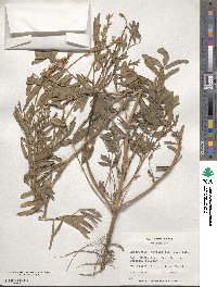 Onobrychis viciifolia image