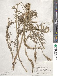 Onobrychis viciifolia image